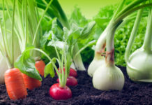 La posizione degli ortaggi nell’orto 592 0 064 La posizione degli ortaggi nell orto